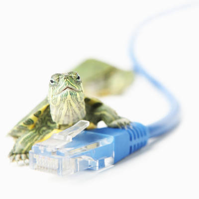 Turtle on LAN cable